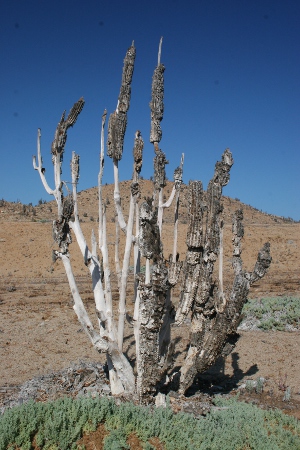 Ein abgestorbener Kaktus
